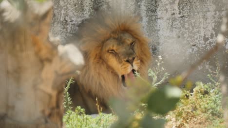 Cierre-En-Cámara-Lenta-De-Un-León-Somnoliento-Bostezando-Mientras-Se-Relaja-A-La-Sombra-En-Un-Día-Caluroso-Y-Soleado