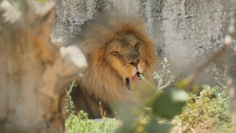 cierre en cámara lenta de un león somnoliento bostezando mientras se relaja a la sombra en un día caluroso y soleado