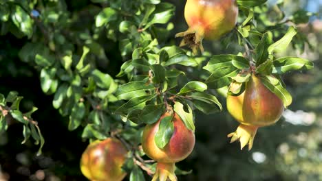 Fresh-pomegranate-fruits-on-branch-of-pomegranate-tree