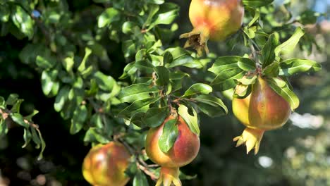 fresh pomegranate fruits on branch of pomegranate tree