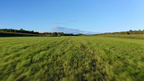 drone speeding at ground level in the middle of a wheat field