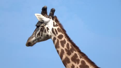 Cinematic-shot-of-a-walking-giraffe