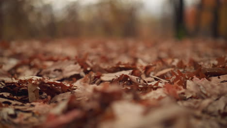 dry foliage scattered across forest floor, creating warm earthy tones in soft natural light, crisp autumn leaves add texture and depth, with blurred background of trees