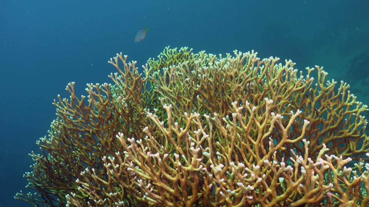 scatto ad ampio angolo di un corallo di fuoco con l'oceano blu sullo sfondo