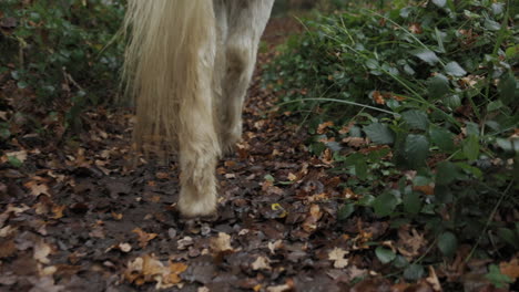 white horse walking on a little path through forest slow motion