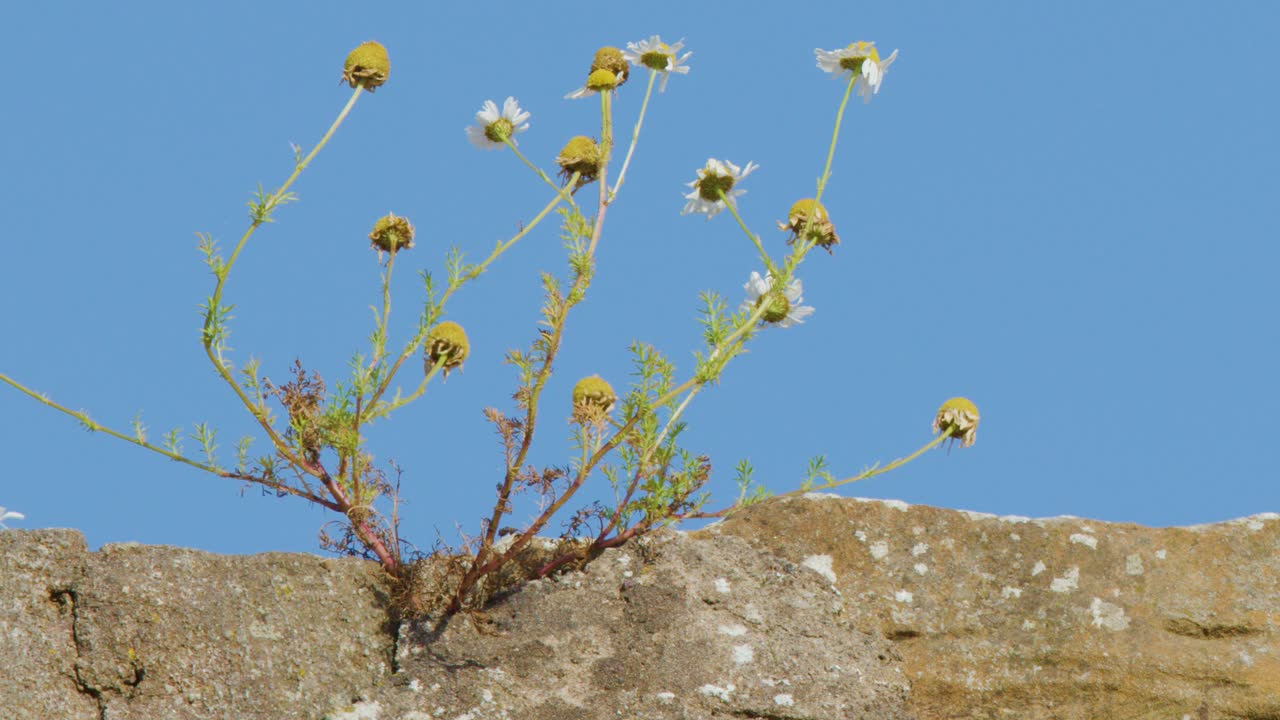 Yellow and white wildflowers grow from a weathered stone wall, gently swaying in the wind under bright daylight and a clear blue sky