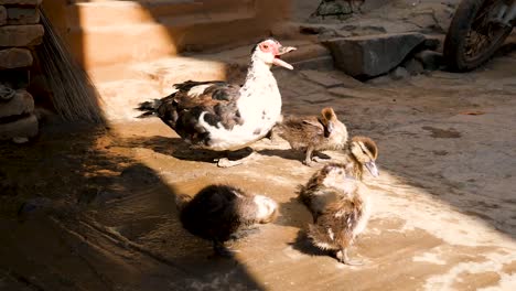 Patos-Bebés-Y-Su-Madre-Después-De-Una-Ducha-En-Las-Zonas-Rurales-De-Nepal