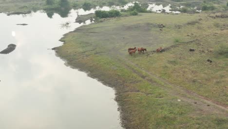 horses by the water grazing