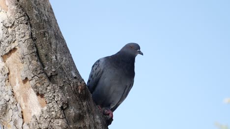 a pigeon perched on a tree branch