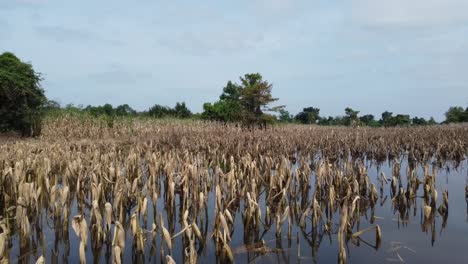 campo de maíz dañado debido a inundaciones en battambang, camboya - retirada de drones