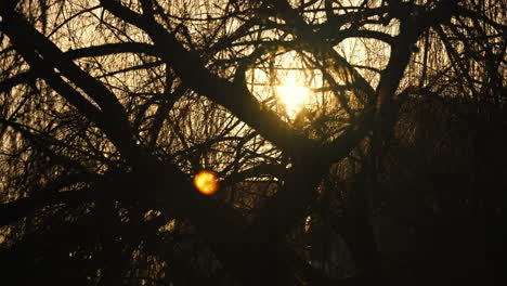 Dolly-left-shot-of-the-sun-shining-bright-through-dense-bushes