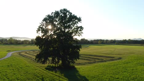 Parallaxaufnahme-Einer-Einsamen-Riesigen-Eiche-Inmitten-Einer-Wiese