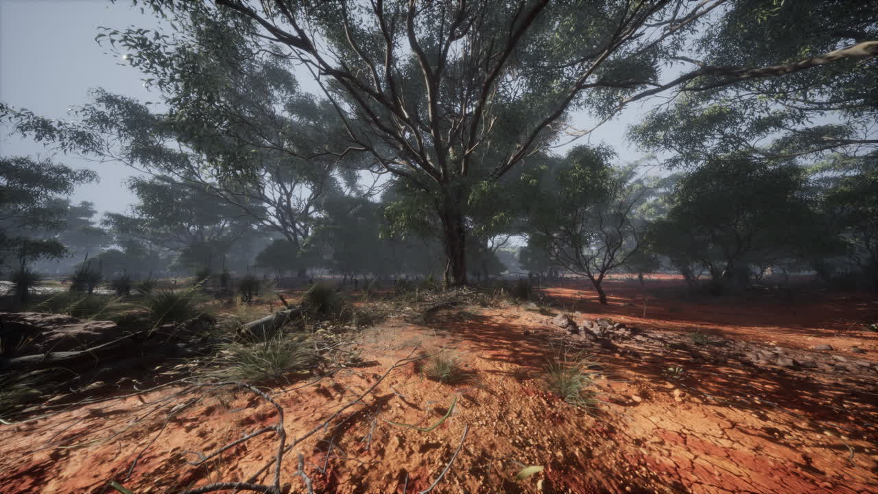 el paisaje del interior de australia: arena roja, eucaliptos y luz solar borrosa