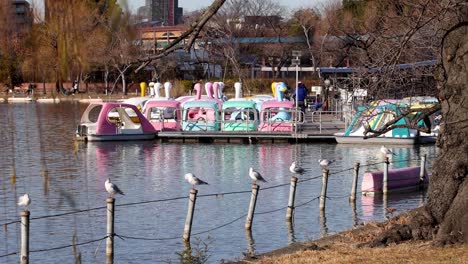 coloridos barcos de cisnes flotando en un tranquilo lago urbano