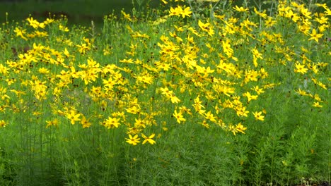 Ein-Feld-Aus-Quirligen-Zeckensamen-Oder-Goldgewächsen,-Die-An-Einem-Sommertag-Im-Wind-Wehen