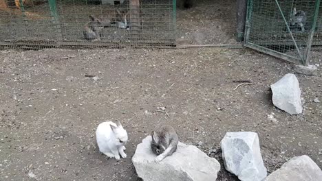 rabbits playing in the garden on rocks