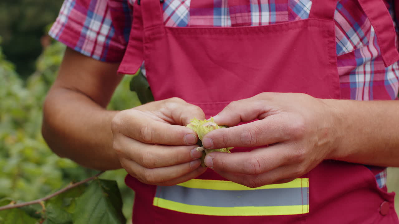 Closeup mans farmer hand plucks collects ripe hazelnuts from deciduous hazel tree bunch in garden