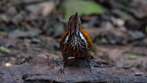 Looking-up-and-down-to-feed-and-then-flies-away-upwards-to-the-right,-Common-Flameback-Dinopium-javanense,-Female,-Thailand