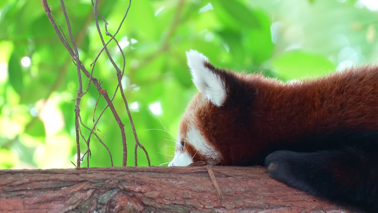 Un panda rosso assonnato (Ailurus fulgens) sonnecchia su un ramo di un albero, primo piano