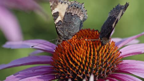 two butterflies feeding nectar on purple coneflower - macro shot