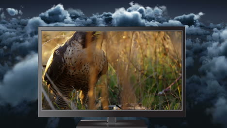 숲에서 먹이를 먹는 포식자 새를 보여주는 디지털 태블릿의 디지털 애니메이션 4k