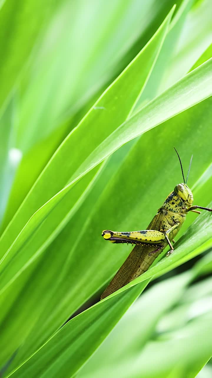 primer plano de un saltamontes posado en hojas de hierba verde vibrante