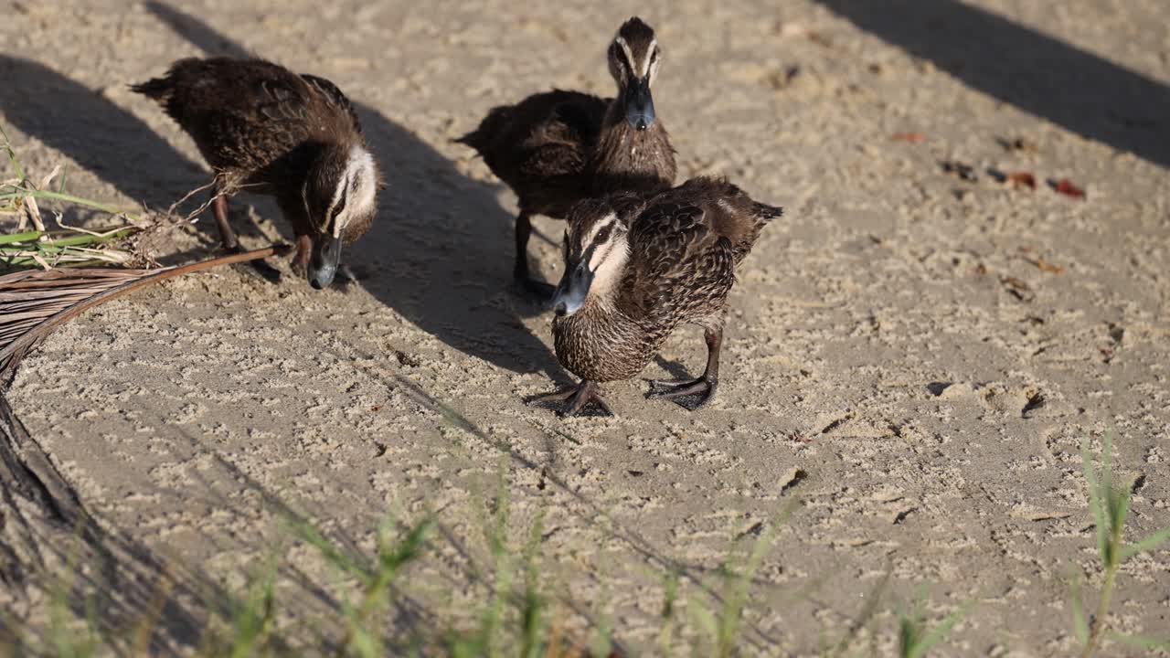 한 무리의 오리 새끼들이 함께 고 고 있습니다.