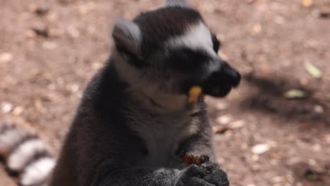 una toma detallada de un lémur comiendo comida sabrosa. sosteniendo las extremidades delanteras y desgarrando en partes. animales en un parque de safari, sudáfrica