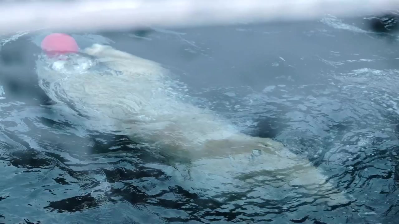 Un orso polare nello zoo di Bremerhaven, che nuota e gioca nella sua piscina