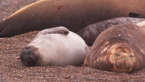 Una-Linda-Cría-De-Foca-Juega-Junto-A-Su-Madre-Dormida-En-La-Playa