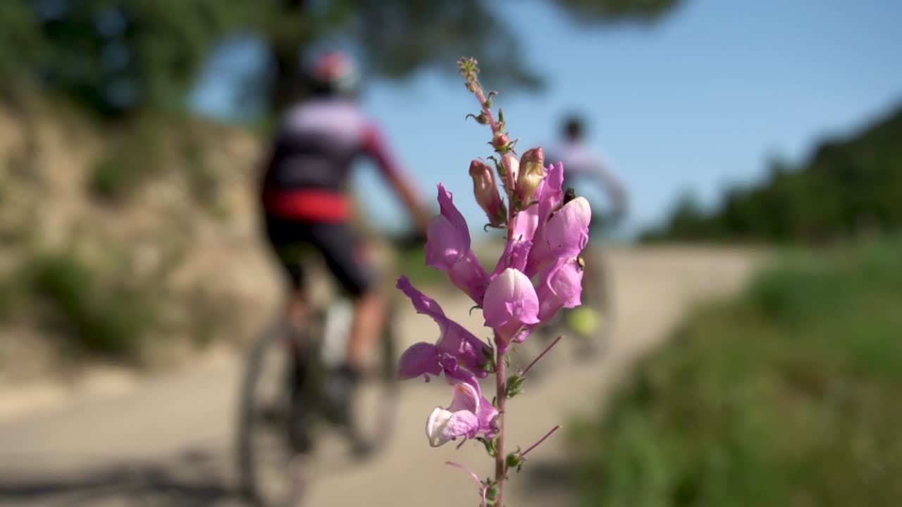 분홍색 꽃이 초점을 맞추지 않는 배경