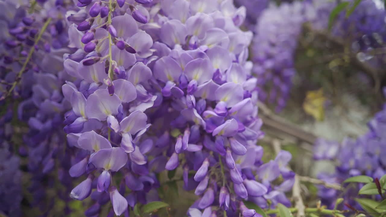 Close up of the purple wisteria flowers on the tree
