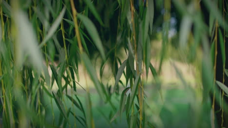 weeping-willow-branchlets-and-leaves-in-a-park-light-wind-slow-motion-close-shot