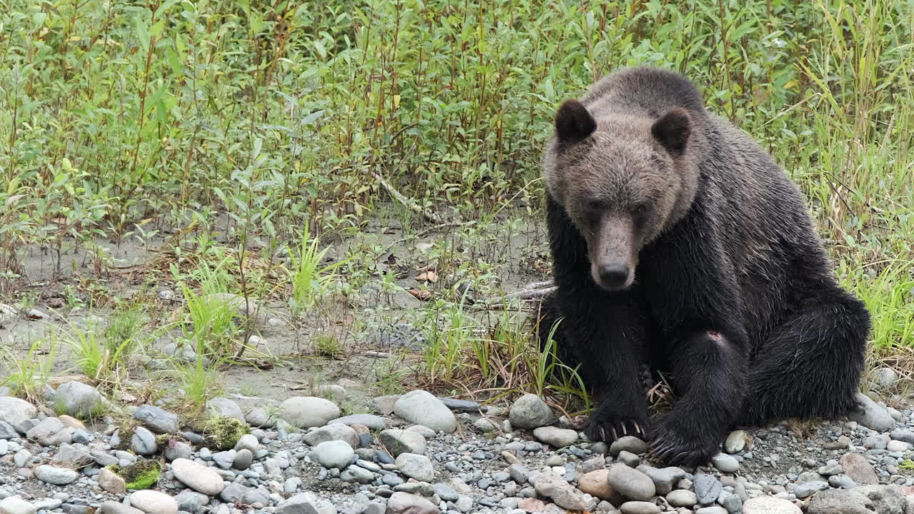 Orso grizzly con la zampa sinistra ferita seduto in riva al fiume in cerca di salmoni