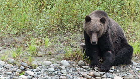 grizzly bear with injured left leg sits riverside looking for salmon