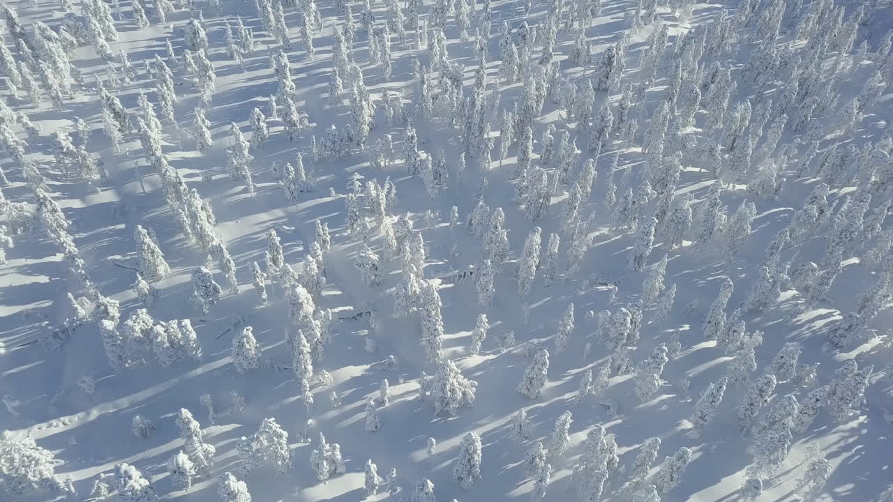 눈 덮인 나무가 있는 겨울 숲 위를 날다