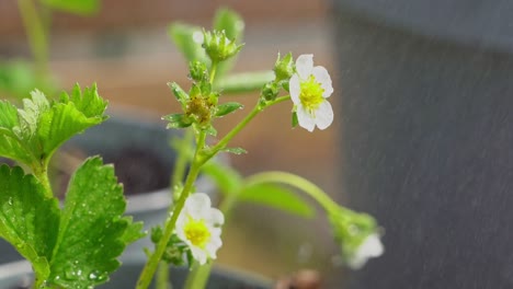 Nahaufnahme-Der-Bewässerung-Wunderschöner-Erdbeerpflanzen-Mit-Blumen-Und-Dem-Beginn-Der-Beeren-–-Wasser,-Das-Im-Sommersonnenschein-über-Pflanzen-Fällt-–-60-Fps