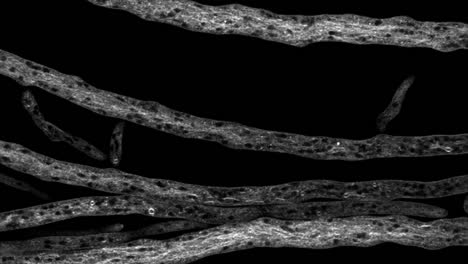 neurospora crassa hyphae 的時間流逝, 像<unk>山中的<unk>道一樣生長