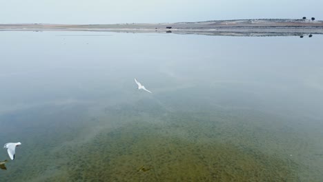 Flock-of-birds-flying-over-lake