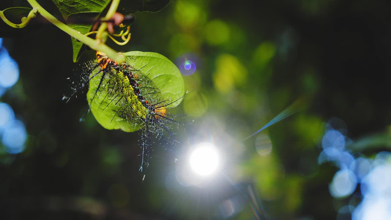 A green moth caterpillar with glowing spines sits on a sunlit leaf deep in Peru’s Amazon jungle. Sun flare bokeh