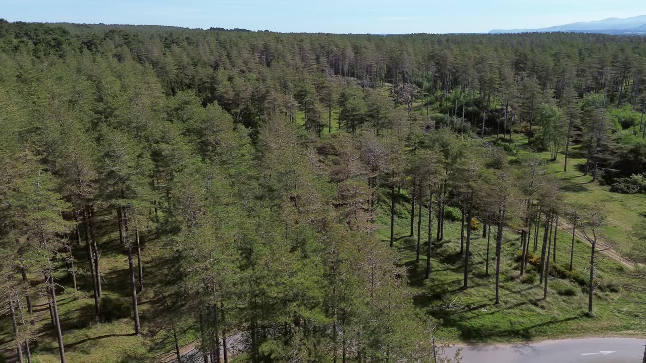 Lush Newborough forest aerial view across sunny pine tree woodland and Snowdonia mountains