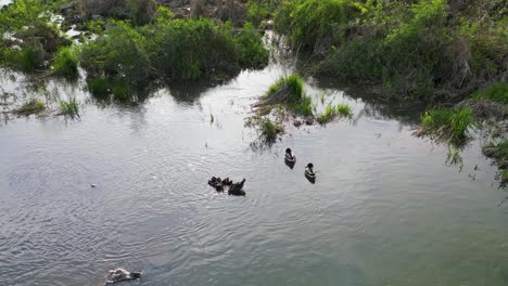 aerial view of merganser with ducklings and mallard ducks