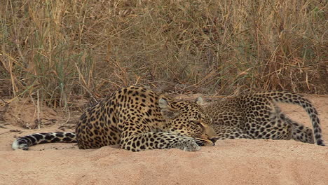 una leopardo hembra levanta la cabeza para mirar a su alrededor mientras sus cachorros siguen amamantando de su teta.