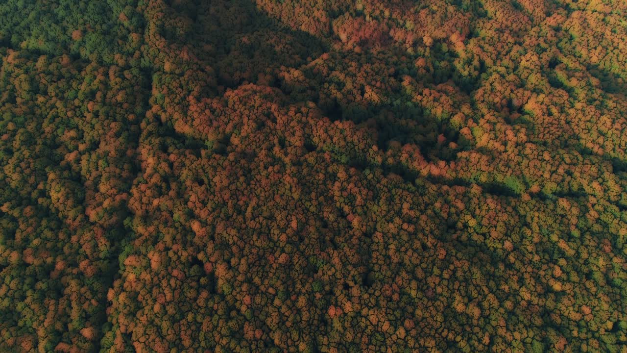 прекрасный размытый эффект яркого солнечного света, сияющего через свежие листья деревьев в лесу.