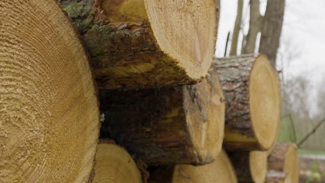 close-up pullback of cross-cut sections of felled tree logs piled in woods