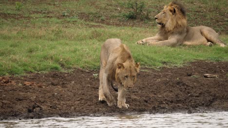 León-Macho-Camina-Hacia-El-Río-Para-Beber-Agua-Mientras-Otros-Dos-Yacían-En-La-Hierba,-Rastreando