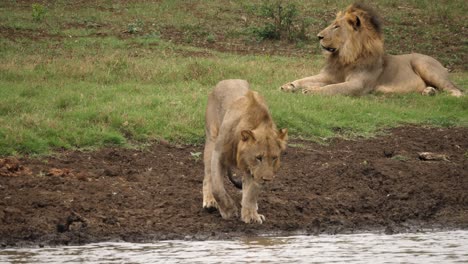 male lion walks to river for drink of water as two others lay in grass, tracking