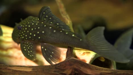 a school of black and white spotted suckermouth catfish common pleco swimming around and sucking onto the bottom and sides of a glass aquarium