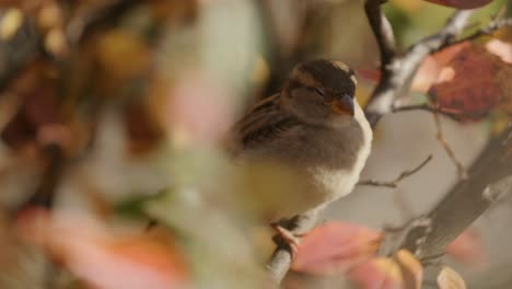 house sparrow sitting on a tree branch during autumn in montreal, quebec, canada