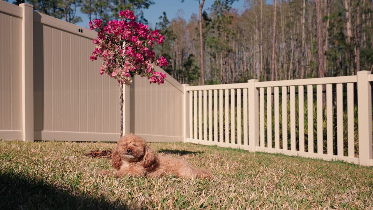 wide shot of Toy Poodle Sitting Quietly on green grass in backyard with a pink bougainvillea in the background.mp4